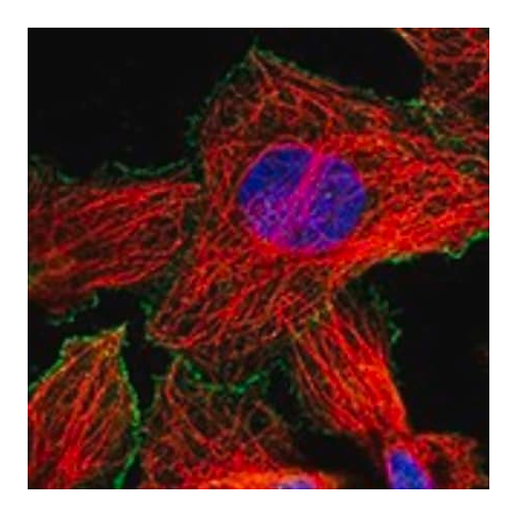 Merck Anti-RGS3 antibody produced in rabbit