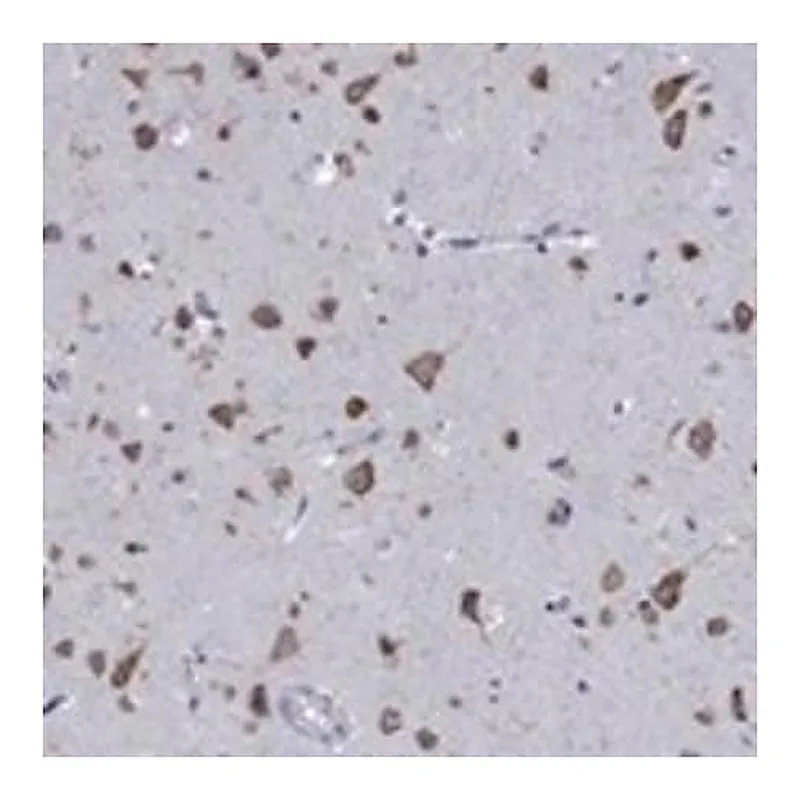 Merck Anti-TMEM59 antibody produced in rabbit