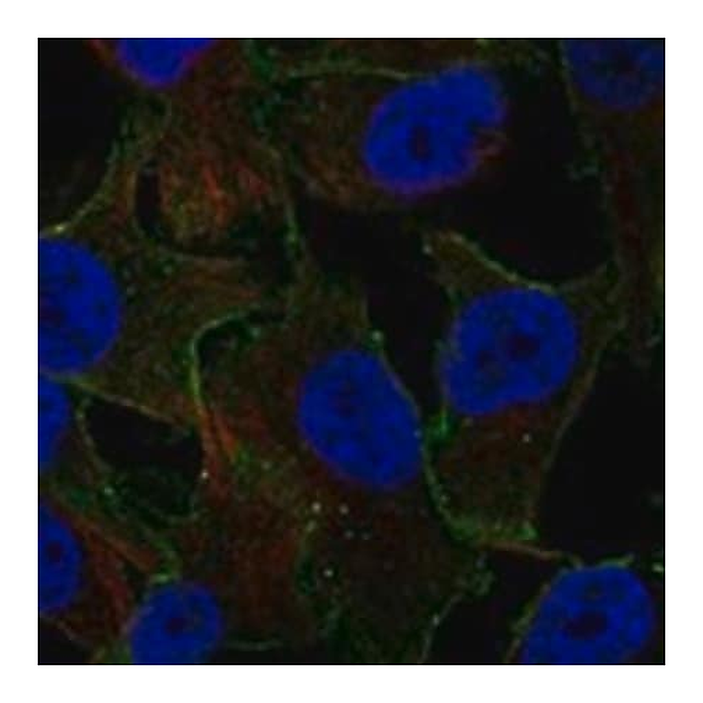 Merck Anti-ARRDC4 antibody produced in rabbit
