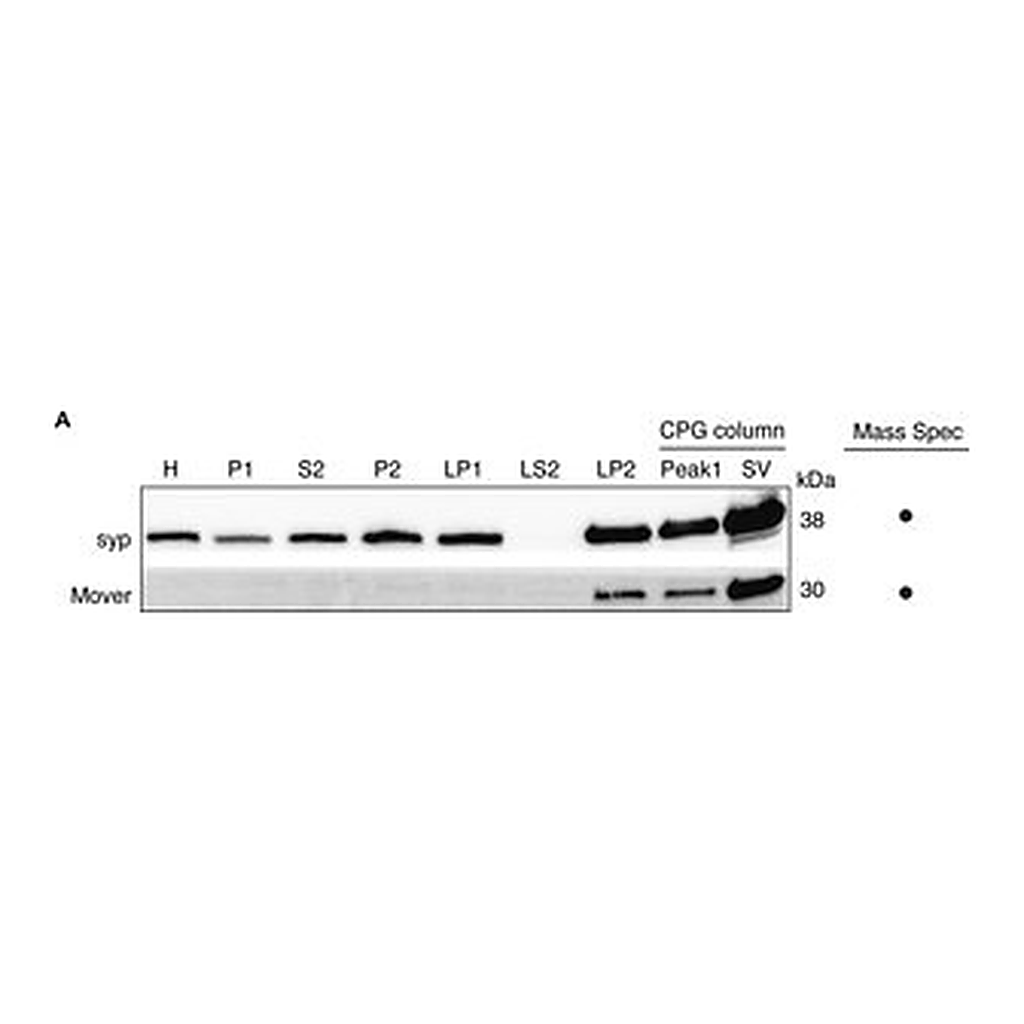 Merck MOUSE MONOCLONAL ANTI-SYNAPTOPHYSIN