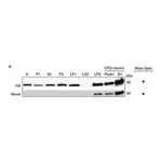 Merck MOUSE MONOCLONAL ANTI-SYNAPTOPHYSIN