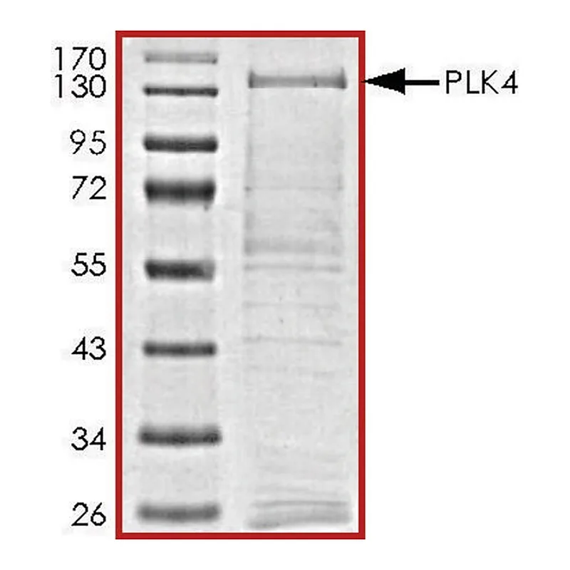 Merck PLK4, active, GST tagged human