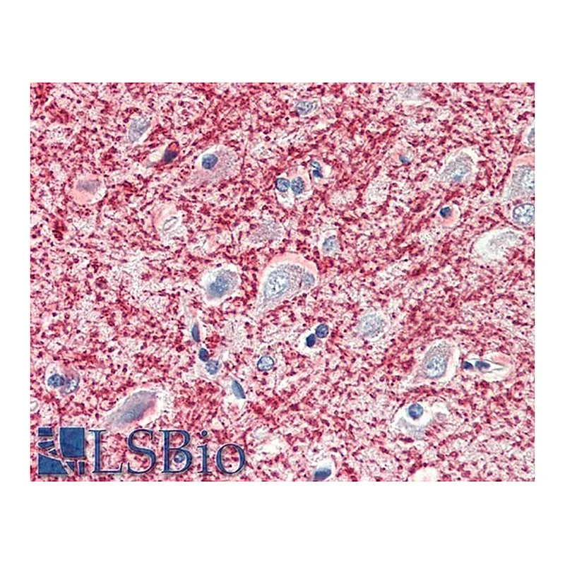 Merck Anti-MOG antibody produced in goat