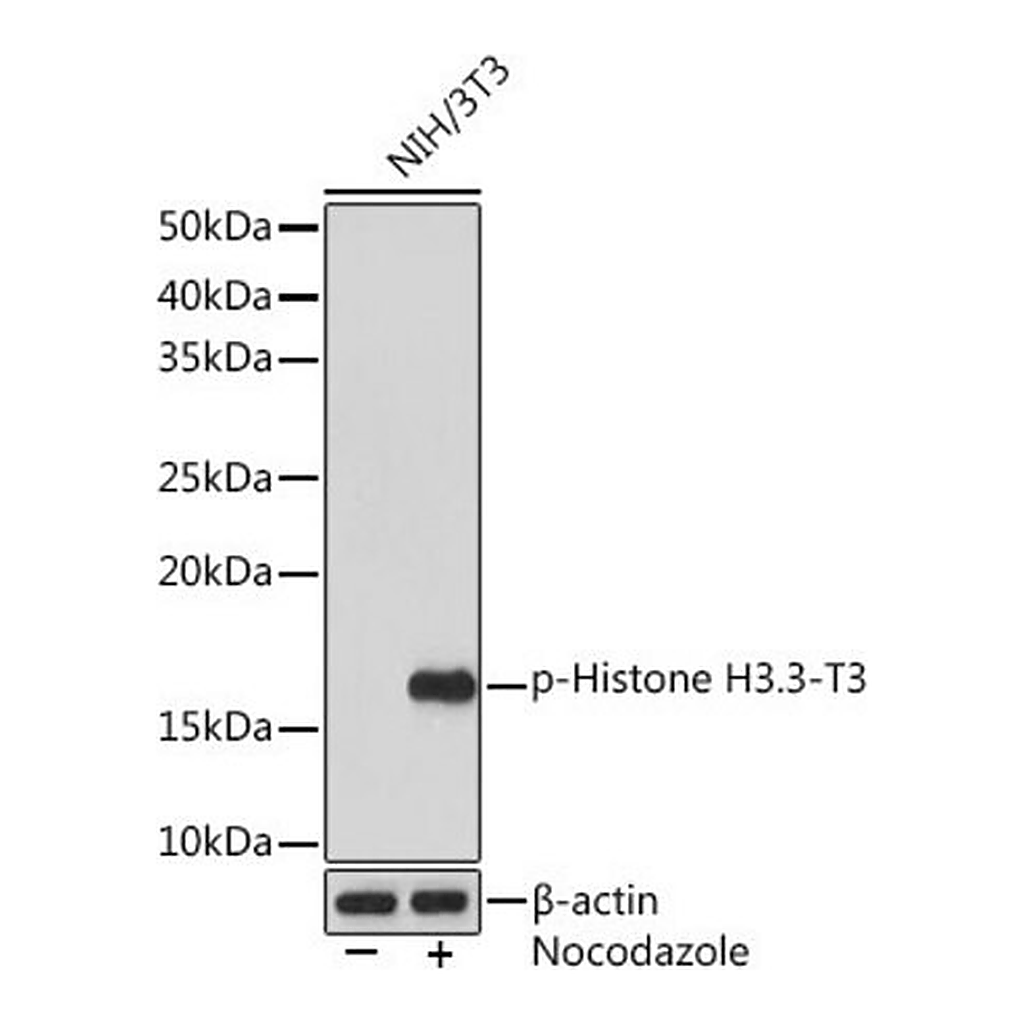 Merck Anti-Phospho-Histone H3.3-T3 antibody produced in rabbit
