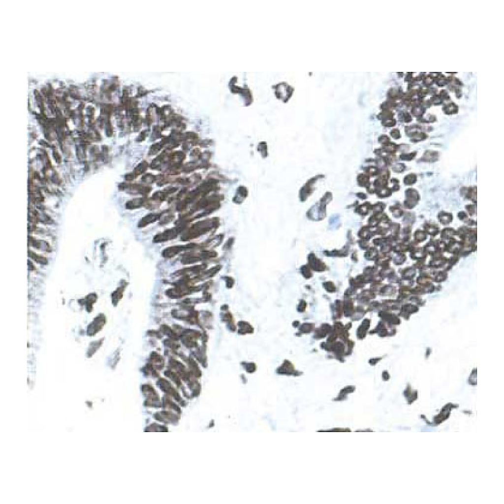 BD Purified Mouse Anti-Human MLH-1