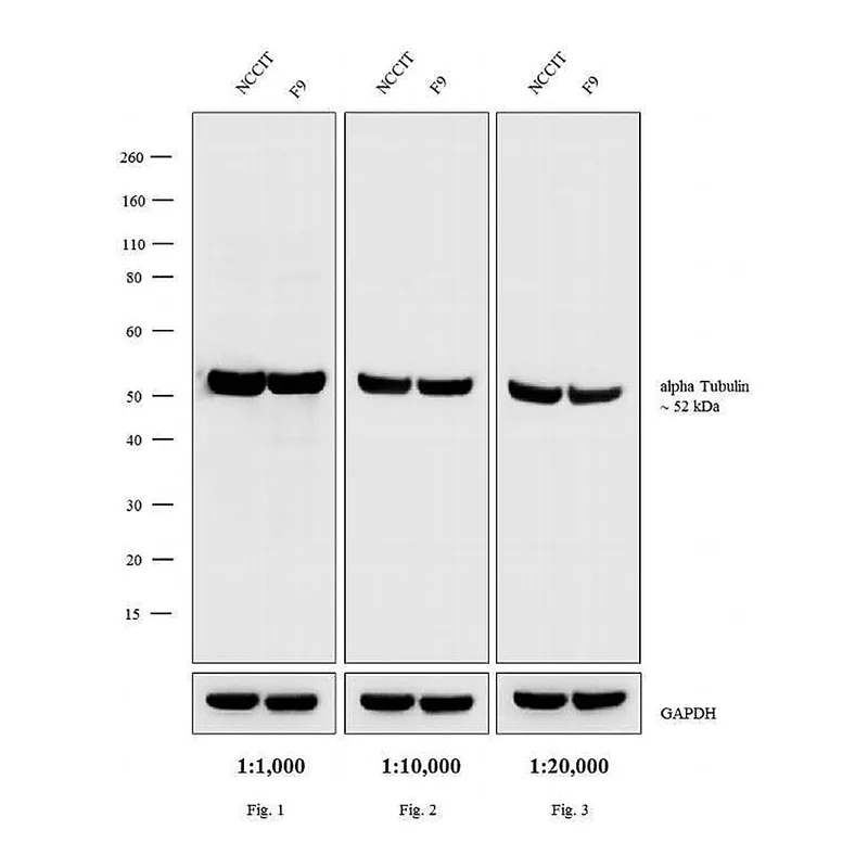 Thermo Fisher Scientific Donkey anti-Rat IgG (H+L) Secondary Antibody, AP