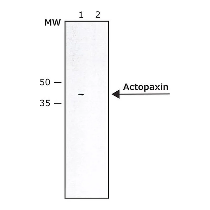 Merck Anti-Actopaxin antibody produced in rabbit