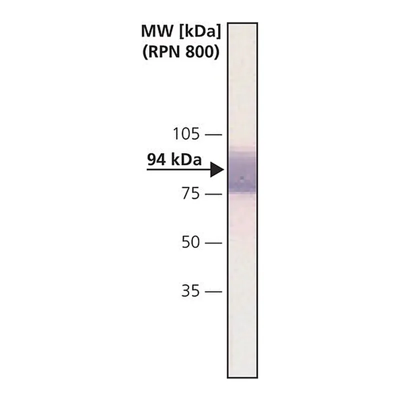 Merck Monoclonal Anti-beta-Catenin antibody produced in mouse