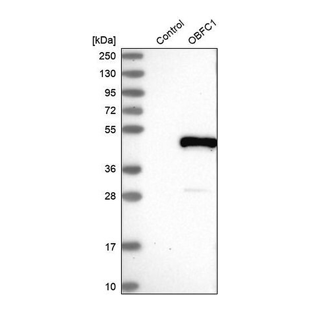 Merck Anti-STN1 antibody produced in rabbit