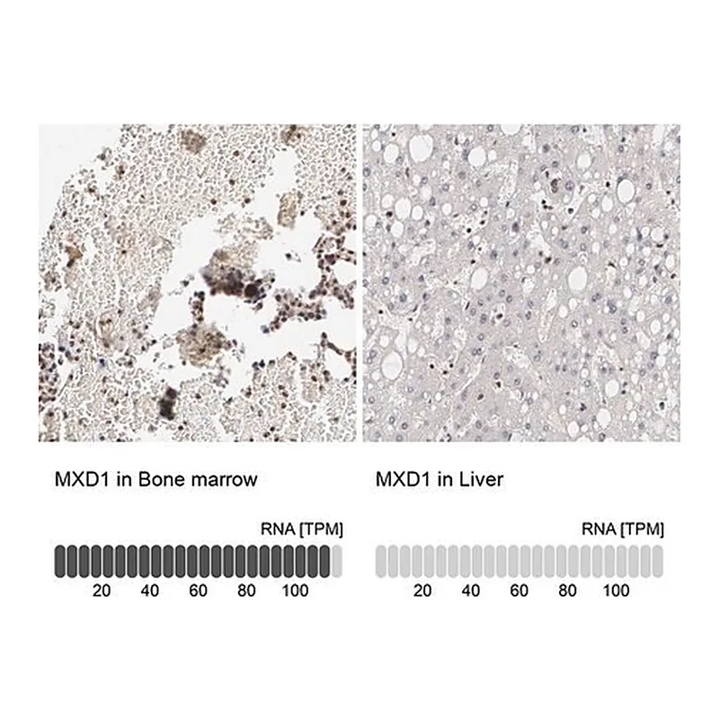 Merck Anti-MXD1 antibody produced in rabbit