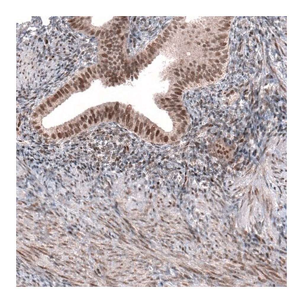 Merck Anti-TNRC6A antibody produced in rabbit