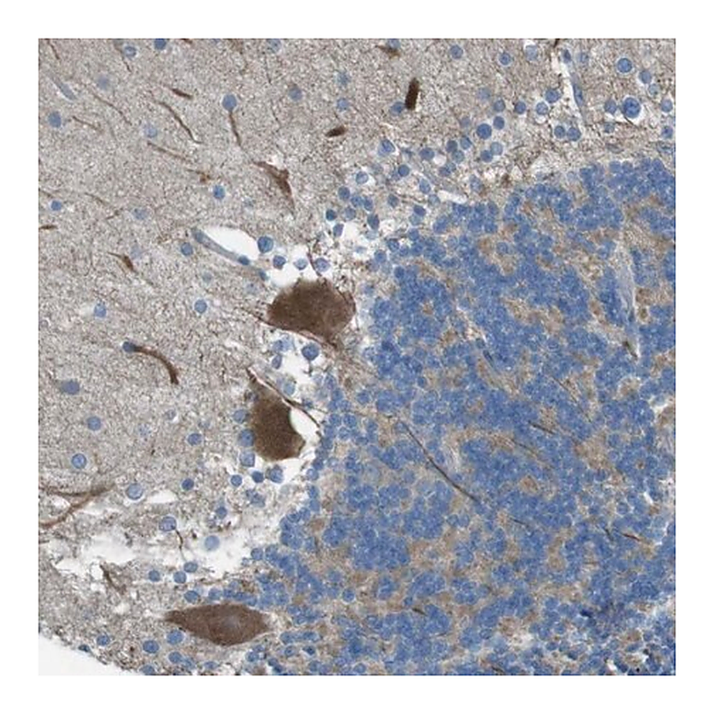 Merck Anti-TMEM41B antibody produced in rabbit