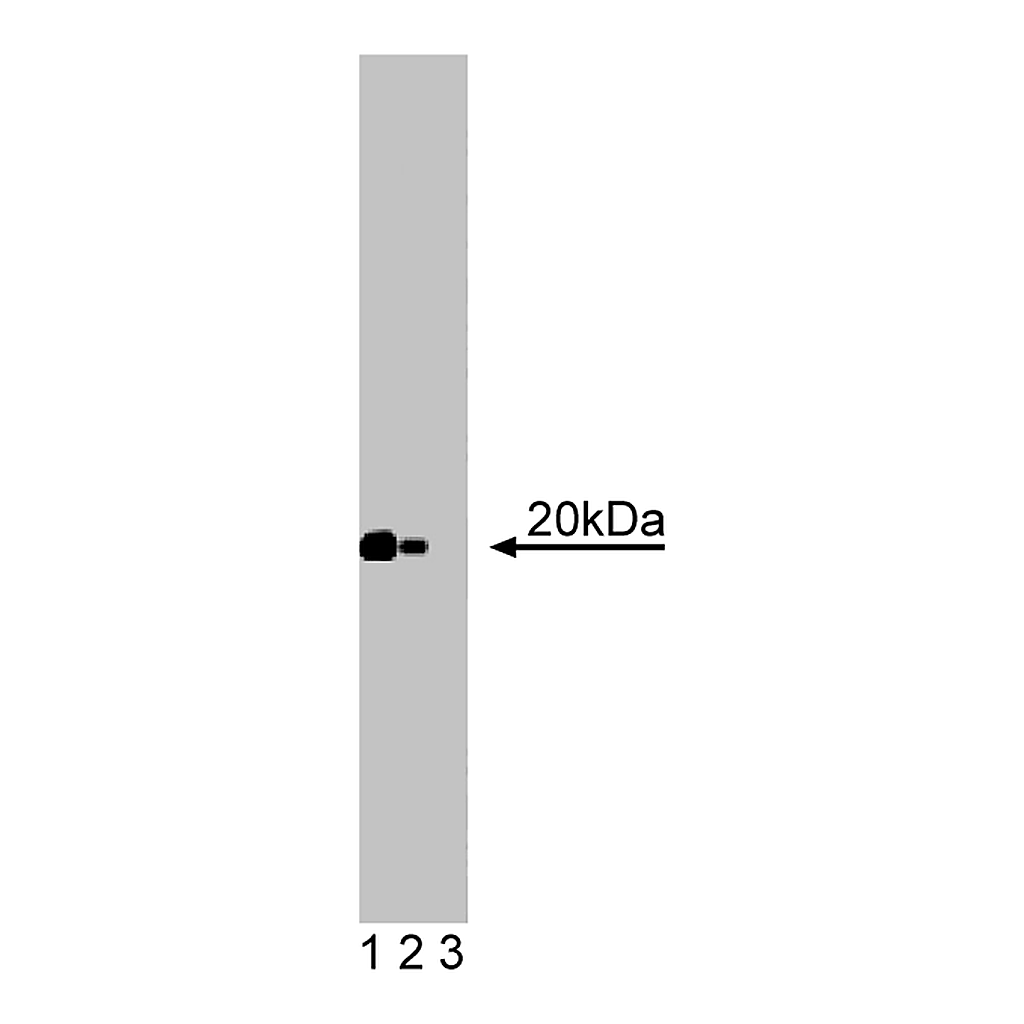 BD Purified Mouse Anti-Caveolin 2