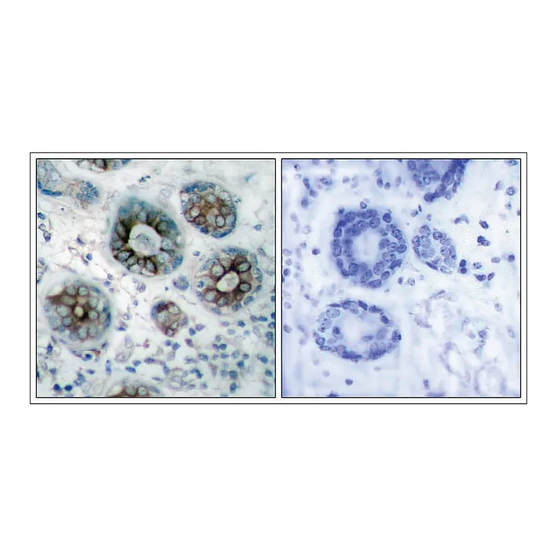 Merck Anti-GAP43 (Ab-41) antibody produced in rabbit