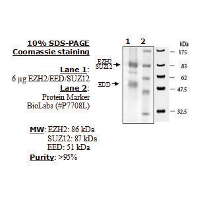 Merck EZH2 / EED / SUZ12 human