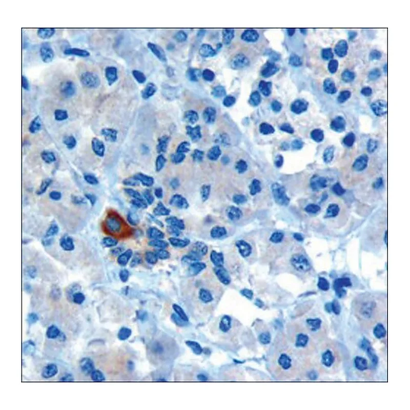 Merck Anti-PAR6 alpha/PARD6A antibody produced in goat