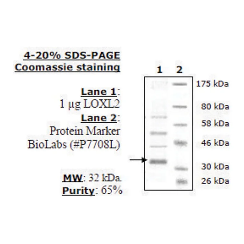 Merck Lysyl Oxidase-like 2 (LOXL2) FLAG-tag (Sf9-derived) human