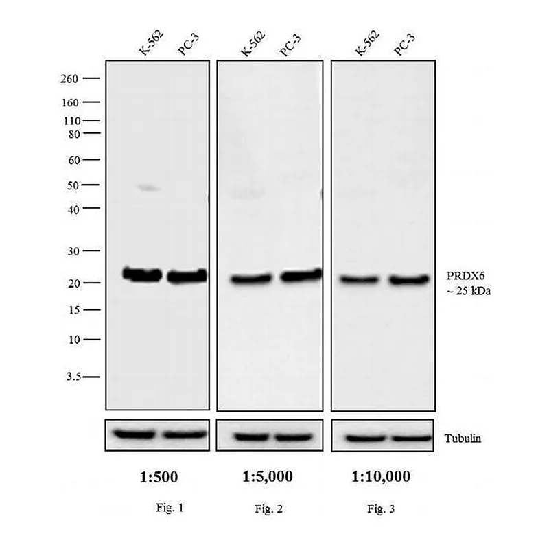 Thermo Fisher Scientific Chicken anti-Rabbit IgG (H+L) Secondary Antibody, HRP