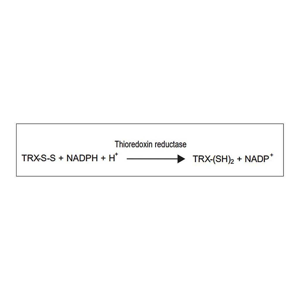 Merck Thioredoxin Reductase from Escherichia coli