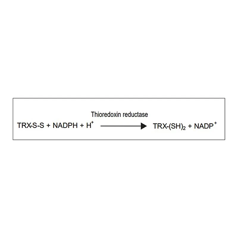 Merck Thioredoxin Reductase from Escherichia coli
