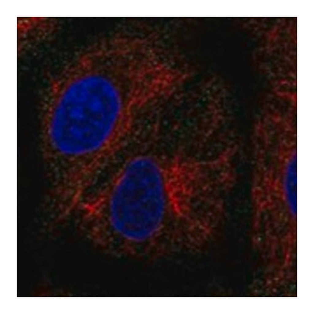 Merck Anti-PEX11B antibody produced in rabbit