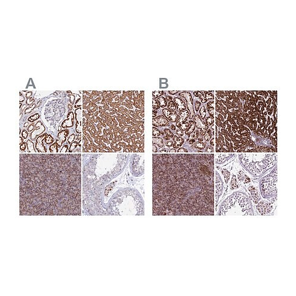 Merck Anti-GCDH antibody produced in rabbit