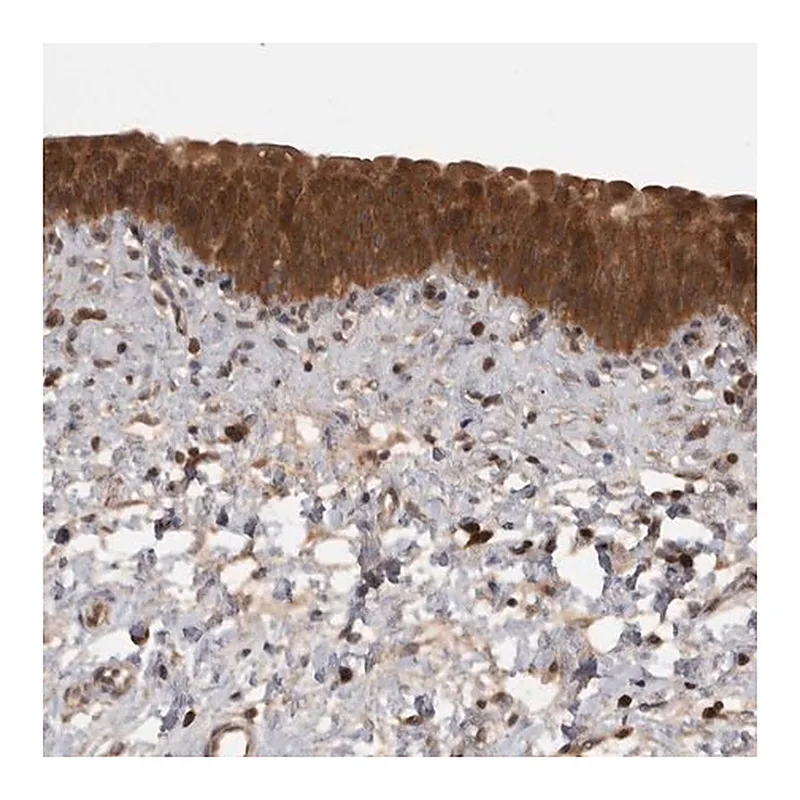 Merck Anti-MICU3 antibody produced in rabbit