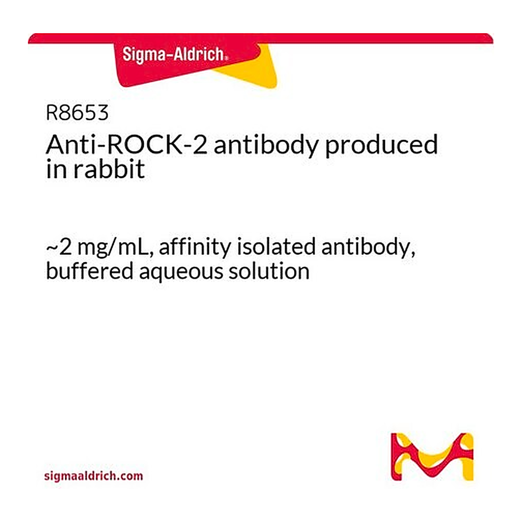 Merck Anti-ROCK-2 antibody produced in rabbit