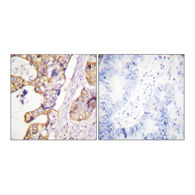 Merck Anti-Keratin 8 antibody produced in rabbit