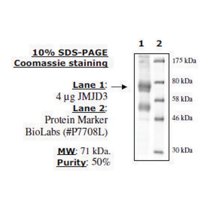 Merck JMJD3/KDM6B Active human