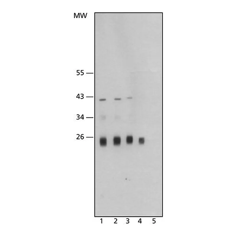 Merck Anti-Cathepsin L antibody, Mouse monoclonal
