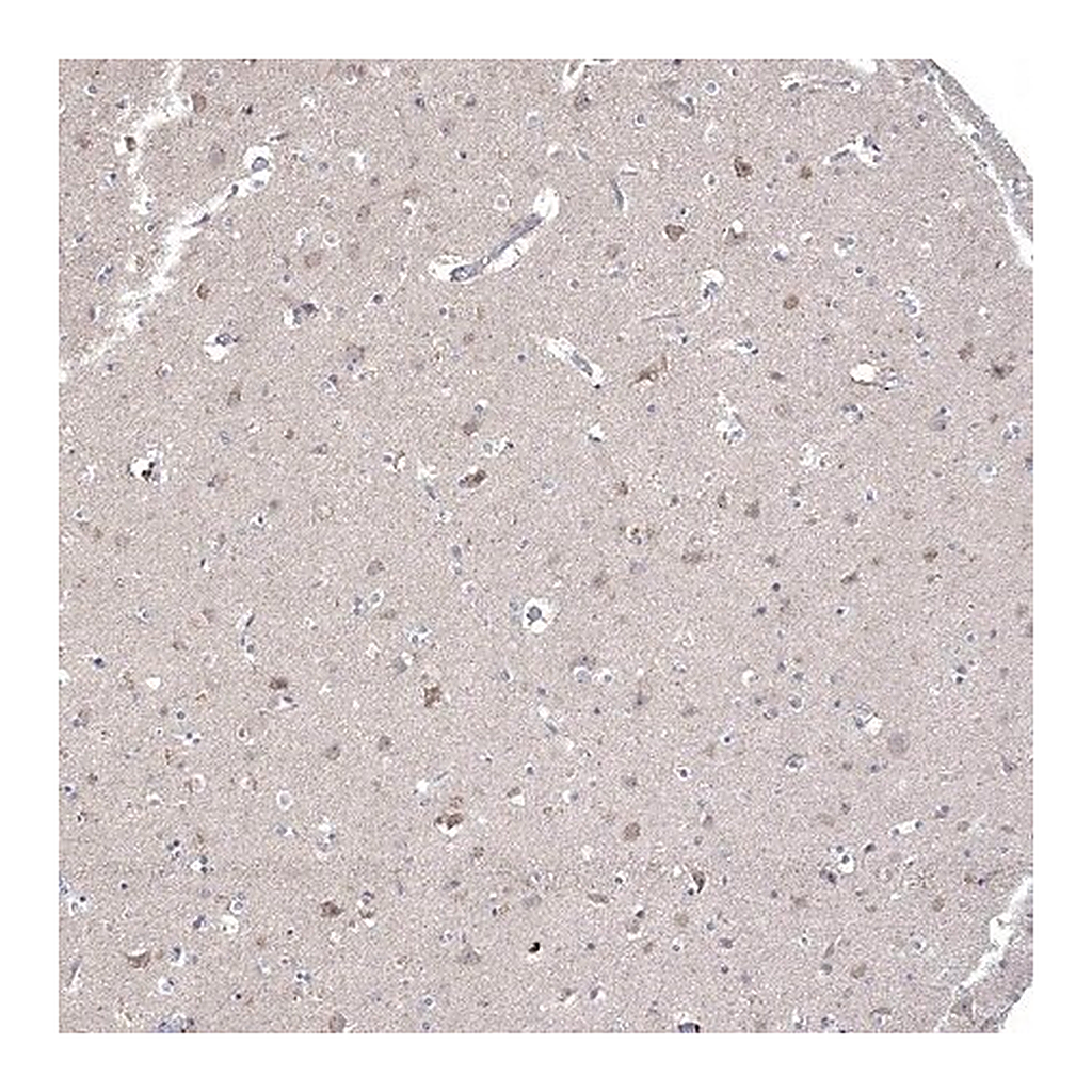 Merck Anti-CNTF antibody produced in rabbit