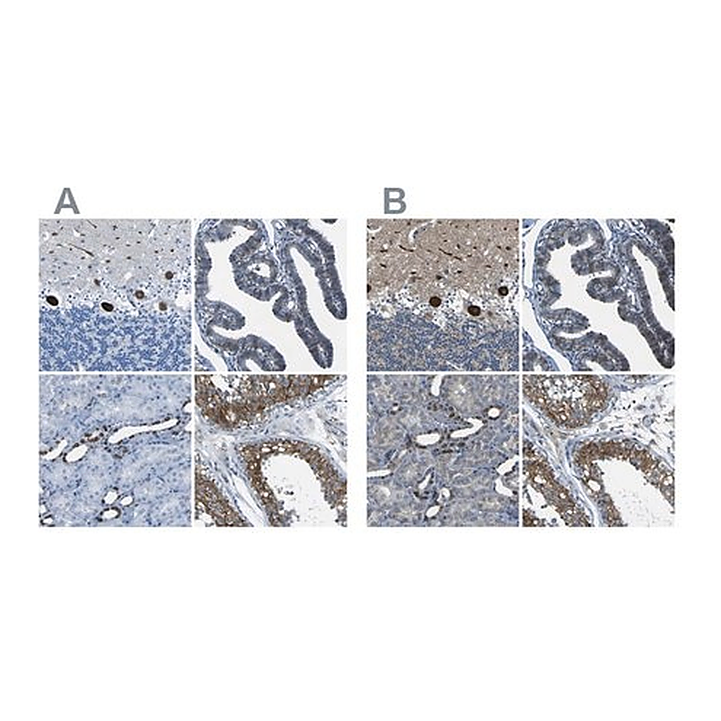 Merck Anti-STIM1 antibody produced in rabbit