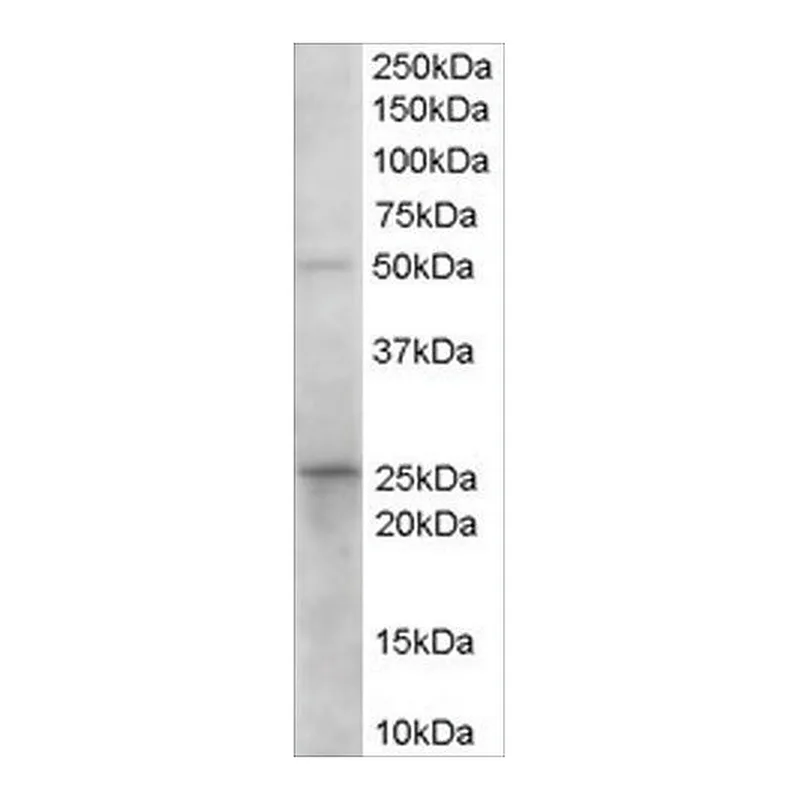 Merck Anti-Prostaglandin Dehydrogenase 1 antibody produced in goat