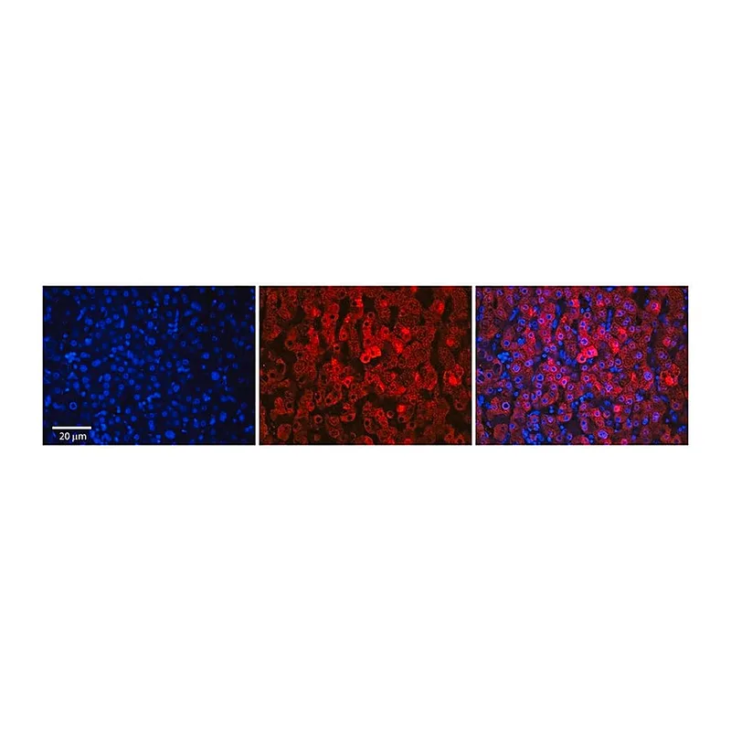 Merck Anti-SLC37A4 antibody produced in rabbit