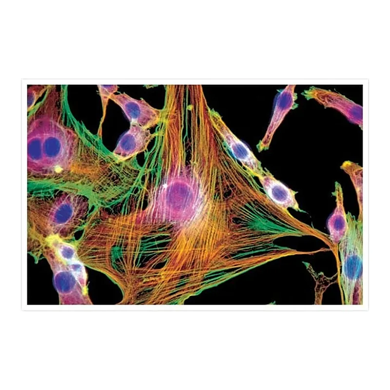 Thermo Fisher Scientific Goat anti-Mouse IgG (H+L) Cross-Adsorbed Secondary Antibody, Texas Red-X