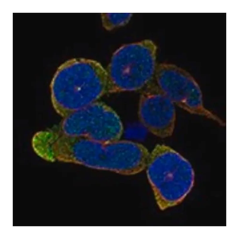 Merck Anti-TLR10 antibody produced in rabbit