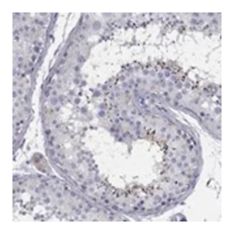 Merck Anti-TMEM249 antibody produced in rabbit