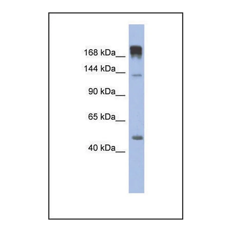 Merck Anti-SLIT3, (N-terminal) antibody produced in rabbit