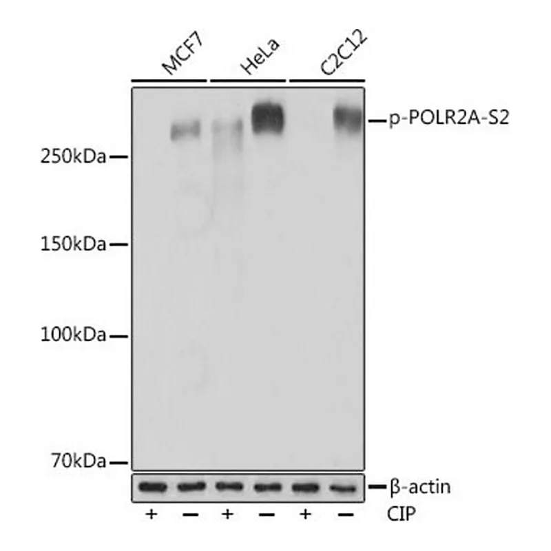 Merck Anti-Phospho-POLR2A-S2 antibody produced in rabbit