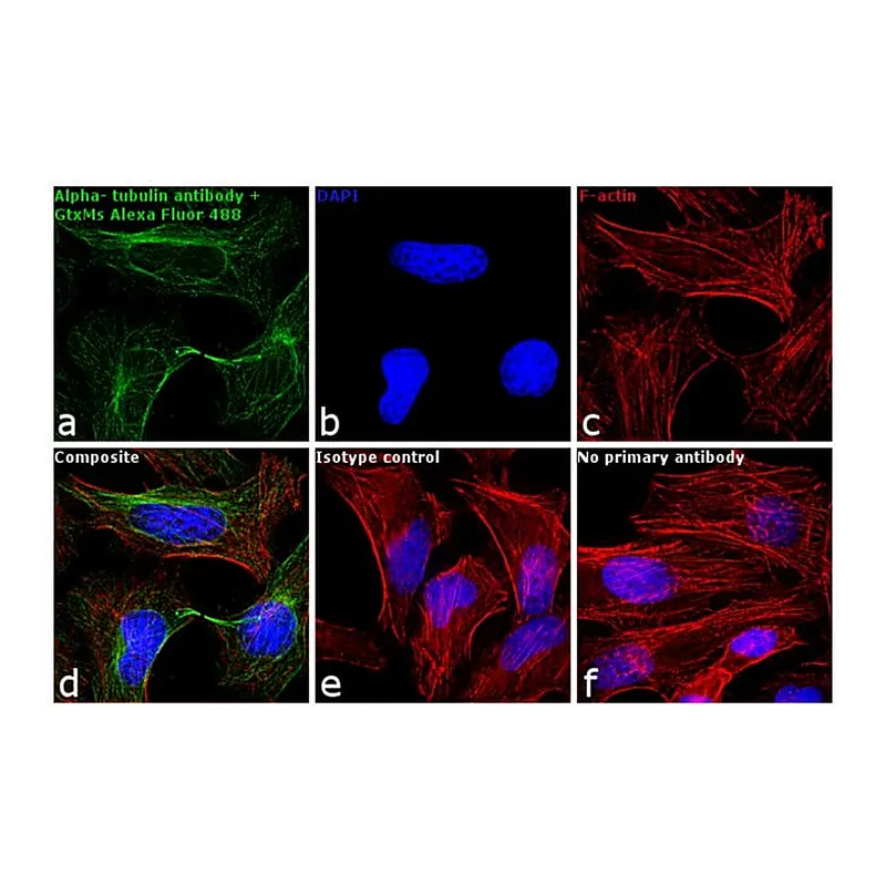 Thermo Fisher Scientific F(ab`)2-Goat anti-Mouse IgG (H+L) Cross-Adsorbed Secondary Antibody, Alexa Fluor 488