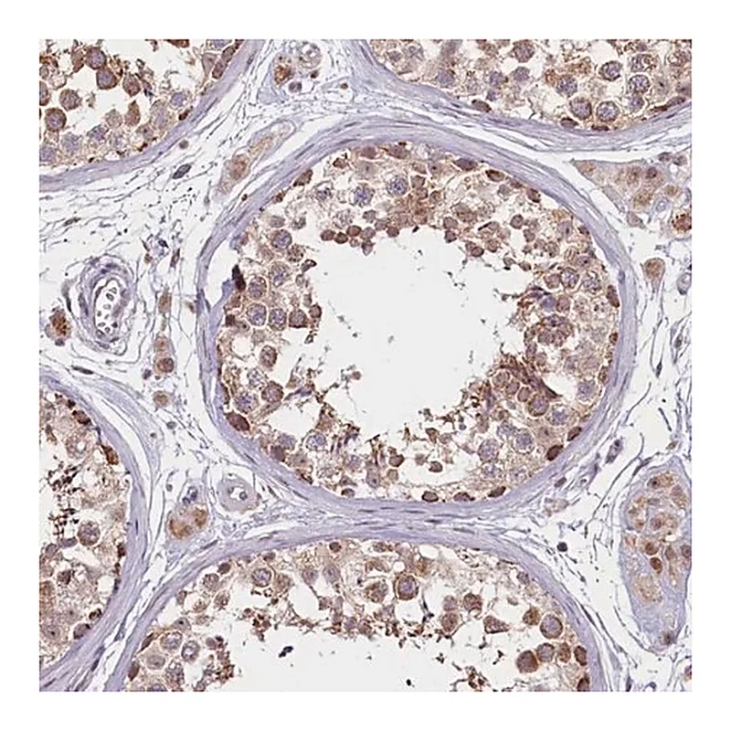 Merck Anti-PDE6D antibody produced in rabbit