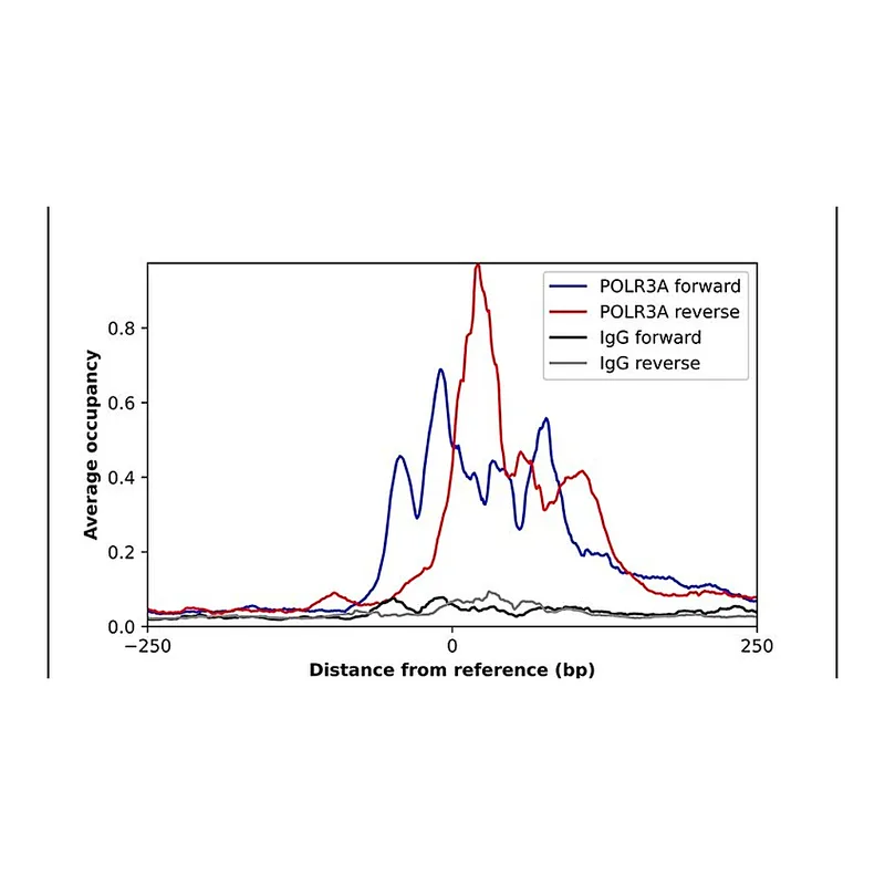 Merck Anti-POLR3A antibody produced in rabbit