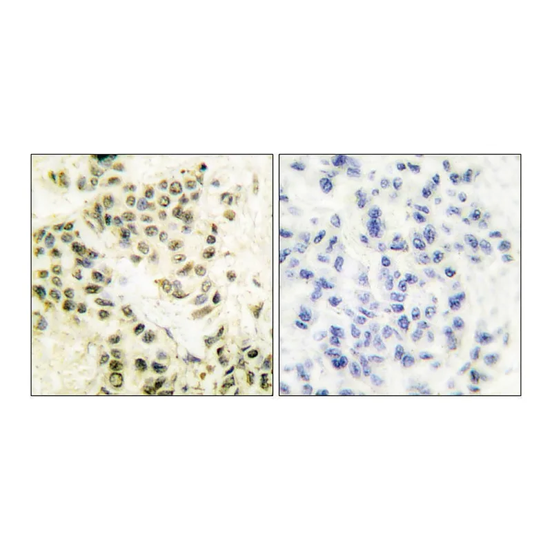 Merck Anti-DNA-PK antibody produced in rabbit