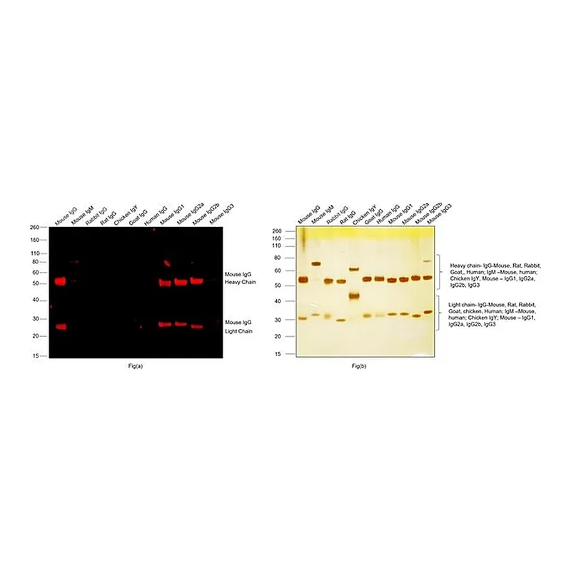 Thermo Fisher Scientific Goat anti-Mouse IgG (H+L) Highly Cross-Adsorbed Secondary Antibody, Alexa Fluor Plus 647