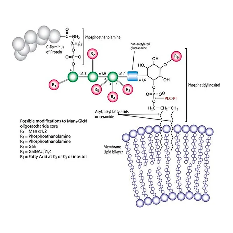 Merck Phospholipase C, Phosphatidylinositol-specific from Bacillus cereus