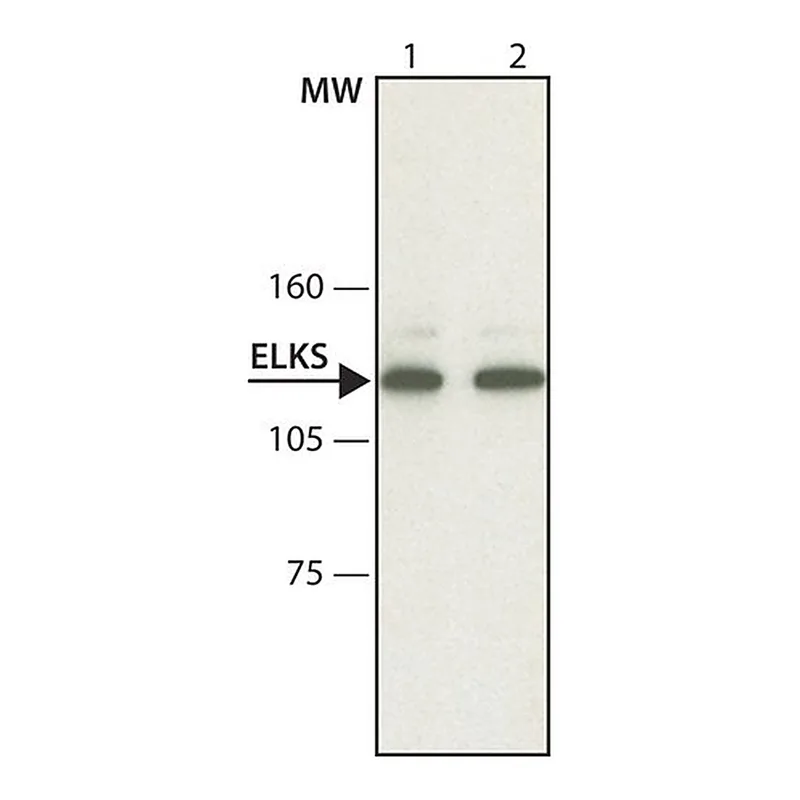 Merck Anti-ELKS antibody, Mouse monoclonal