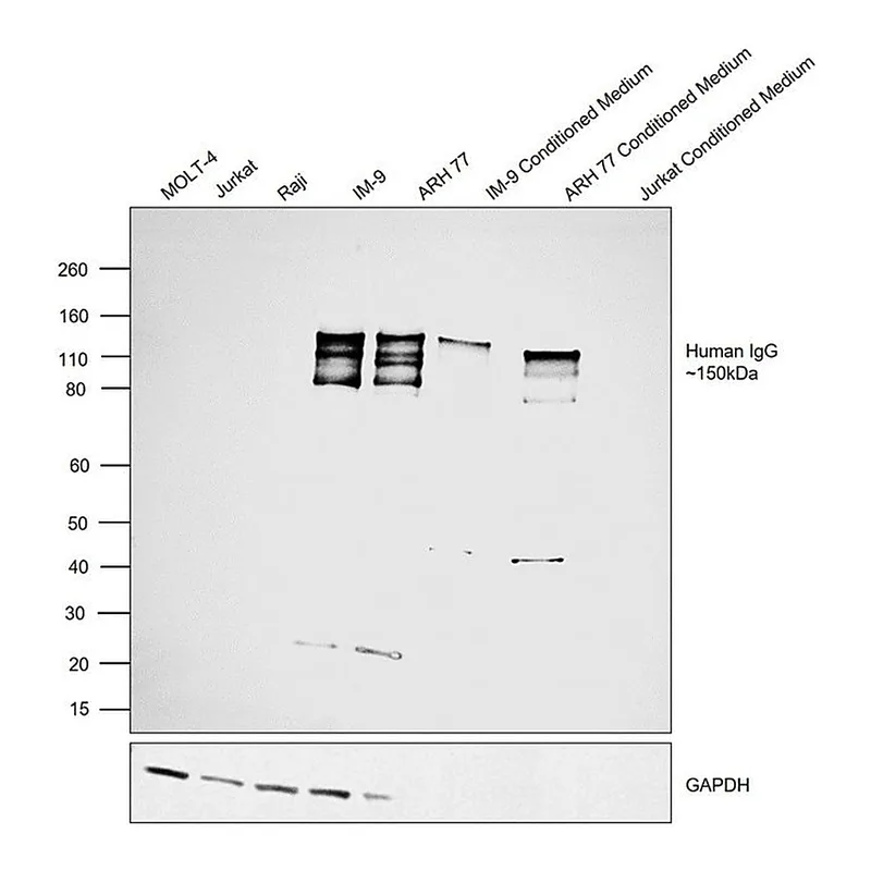 Thermo Fisher Scientific F(ab`)2-Goat anti-Human IgG (H+L) Secondary Antibody, HRP