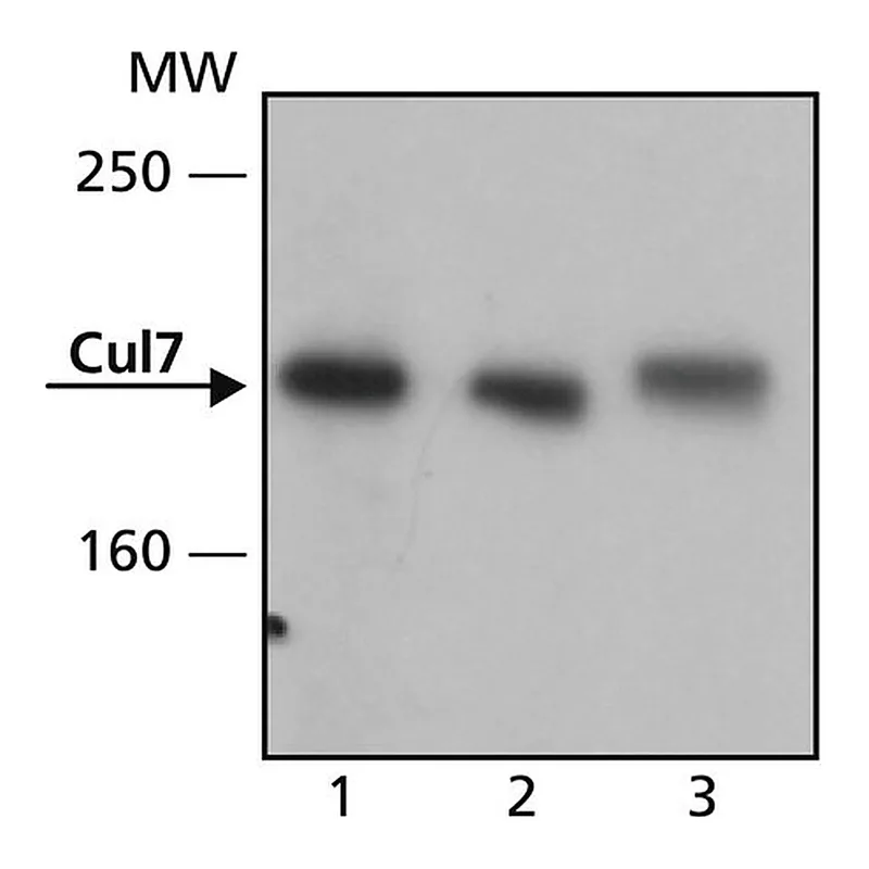 Merck Anti-Cul7 antibody, Mouse monoclonal