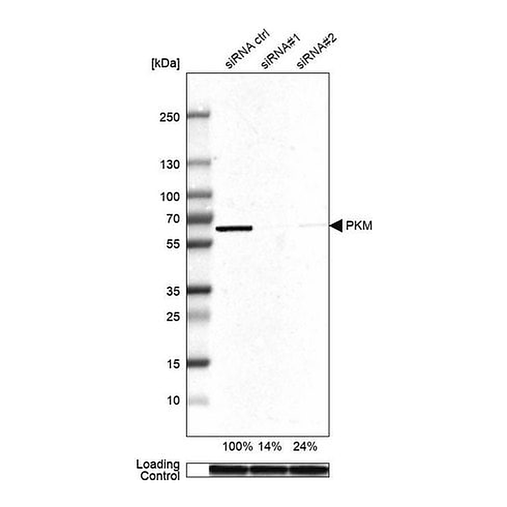 Merck Anti-PKM antibody produced in rabbit